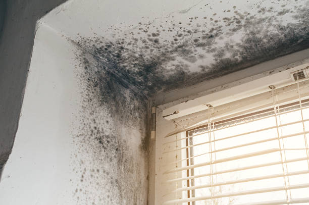 Affordable Commercial Mold Remediation solutions in Sharon, MA